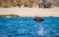 Mobula ray is jumping in the background of the beach of Cabo San Lucas. Mexico. Sea of Cortez. Royalty Free Stock Photo