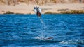 Mobula ray is jumping in the background of the beach of Cabo San Lucas. Mexico. Sea of Cortez. Royalty Free Stock Photo