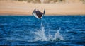 Mobula ray is jumping in the background of the beach of Cabo San Lucas. Mexico. Sea of Cortez. Royalty Free Stock Photo