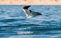 Mobula ray jumping out of the water. Front view. Mobula munkiana, known as the manta de monk, Munk`s devil ray, pygmy devil ray, Royalty Free Stock Photo