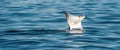 Mobula ray jumping out of the water. Mobula munkiana, known as the manta de monk, Munk`s devil ray, pygmy devil ray, smoothtail Royalty Free Stock Photo