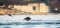 Mobula ray jumping out of the water. Mobula munkiana, known as the manta de monk, Munk`s devil ray, pygmy devil ray, smoothtail Royalty Free Stock Photo