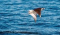 Mobula ray jumping out of the water. Mobula munkiana, known as the manta de monk, Munk`s devil ray, pygmy devil ray, smoothtail Royalty Free Stock Photo