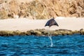 Mobula ray jumping out of the water. Mobula munkiana, known as the manta de monk, Munk`s devil ray, pygmy devil ray, smoothtail Royalty Free Stock Photo