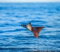 Mobula ray is jumps out of the water. Mexico. Sea of Cortez. Royalty Free Stock Photo