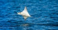 Mobula ray is jumps out of the water. Mexico. Sea of Cortez. Royalty Free Stock Photo