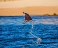 Mobula ray is jumps out of the water. Mexico. Sea of Cortez. Royalty Free Stock Photo