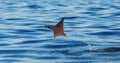 Mobula ray is jumps out of the water. Mexico. Sea of Cortez. Royalty Free Stock Photo