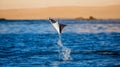 Mobula ray is jumps out of the water. Mexico. Sea of Cortez. Royalty Free Stock Photo