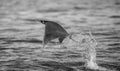 Mobula ray is jumps out of the water. Mexico. Sea of Cortez. Royalty Free Stock Photo