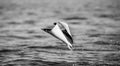 Mobula ray is jumps out of the water. Mexico. Sea of Cortez. Royalty Free Stock Photo