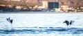 Mobula rays are jumping in the background of the city of Cabo San Lucas. Mexico. Sea of Cortez.