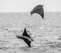 Mobula rays are jumps out of the water. Mexico. Sea of Cortez. Royalty Free Stock Photo