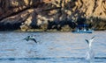 Mobula rays are jumps out of the water. Mexico. Sea of Cortez. Royalty Free Stock Photo