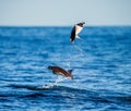 Mobula rays are jumps out of the water. Mexico. Sea of Cortez. Royalty Free Stock Photo