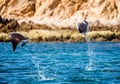 Mobula rays are jumps out of the water. Mexico. Sea of Cortez. Royalty Free Stock Photo