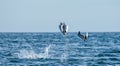 Mobula rays are jumps out of the water. Mexico. Sea of Cortez.