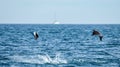 Mobula rays are jumps out of the water. Mexico. Sea of Cortez.