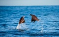 Mobula rays are jumps out of the water. Mexico. Sea of Cortez. Royalty Free Stock Photo