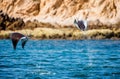 Mobula rays are jumps out of the water. Mexico. Sea of Cortez.