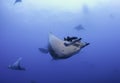 Mobula Rays