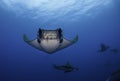 Mobula rays