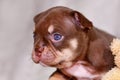 Mocca Orange Tan French Bulldog puppy