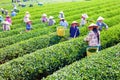 MocChau Highland, Son la Province, Vietnam Otc 25, 2015: Farmers collecting tea leaves on terrace green tea fileds in Moc Chau Hig Royalty Free Stock Photo