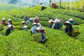 MocChau Highland, Son la Province, Vietnam Otc 25, 2015: Farmers collecting tea leaves on terrace green tea fileds in Moc Chau Hig Royalty Free Stock Photo