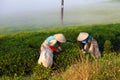 Mocchau highland, Vietnam: Farmers colectting tea leaves in a field of green tea hill on Oct 25, 2015. Tea is a traditional drink