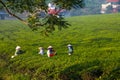Mocchau highland, Vietnam: Farmers colectting tea leaves in a field of green tea hill on Oct 25, 2015. Tea is a traditional drink
