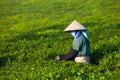 Mocchau highland, Vietnam: Farmers colectting tea leaves in a field of green tea hill on Oct 25, 2015. Tea is a traditional drink