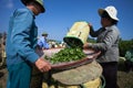 Mocchau highland, Vietnam: Farmers colectting tea leaves in a field of green tea hill on Oct 25, 2015. Tea is a traditional drink