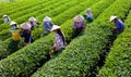 Mocchau highland, Vietnam: Farmers colectting tea leaves in a field of green tea hill on Oct 25, 2015. Tea is a traditional drink