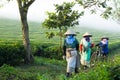 Mocchau highland, Vietnam: Farmers colectting tea leaves in a field of green tea hill on Oct 25, 2015. Tea is a traditional drink Royalty Free Stock Photo