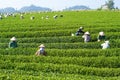 Mocchau highland, Vietnam: Farmers colectting tea leaves in a field of green tea hill on Oct 25, 2015. Tea is a traditional drink