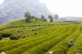 Mocchau highland, Vietnam: Farmers colectting tea leaves in a field of green tea hill on Oct 25, 2015. Tea is a traditional drink