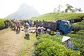 Mocchau highland, Vietnam: Farmers colectting tea leaves in a field of green tea hill on Oct 25, 2015. Tea is a traditional drink