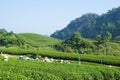 Mocchau highland, Vietnam: Farmers colectting tea leaves in a field of green tea hill on Oct 25, 2015. Tea is a traditional drink