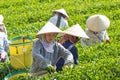 Mocchau highland, Vietnam: Farmers colectting tea leaves in a field of green tea hill on Oct 25, 2015. Tea is a traditional drink