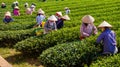 Mocchau highland, Vietnam: Farmers colectting tea leaves in a field of green tea hill on Oct 25, 2015. Tea is a traditional drink