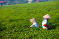 Mocchau highland, Vietnam: Farmers colectting tea leaves in a field of green tea hill on Oct 25, 2015. Tea is a traditional drink Royalty Free Stock Photo