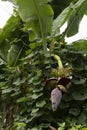 Mocha hanging from banana tree