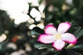 Mock Azalea white flowers with red flowers full Royalty Free Stock Photo