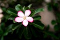 Mock Azalea white flowers with red flowers full Royalty Free Stock Photo