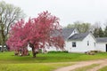 A Mock Crab Apple Tree Blooming next to a Farm House Royalty Free Stock Photo