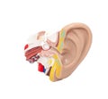 Mock ear with eardrum and auditory tube on a white background, isolate. The concept of diseases in otolaryngology, sound