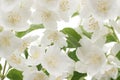 Mock-orange