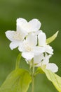 Mock orange