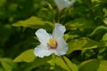 Mock orange Belle Etoile Royalty Free Stock Photo